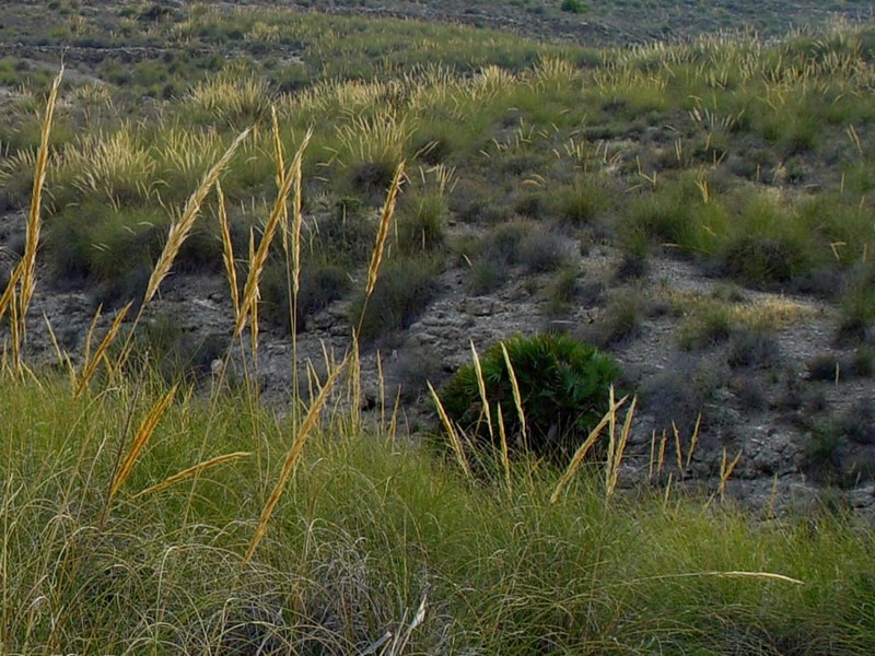 Plante Alfa du Sahara algérien